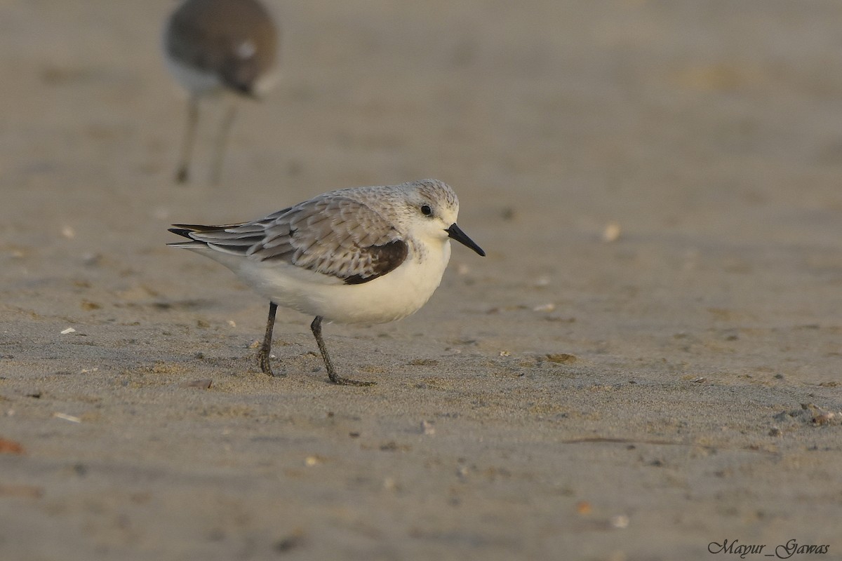 Bécasseau sanderling - ML124028071