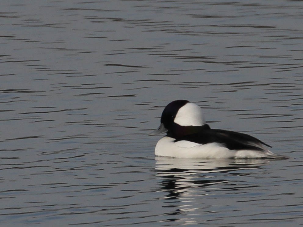 Bufflehead - Tracy Drake