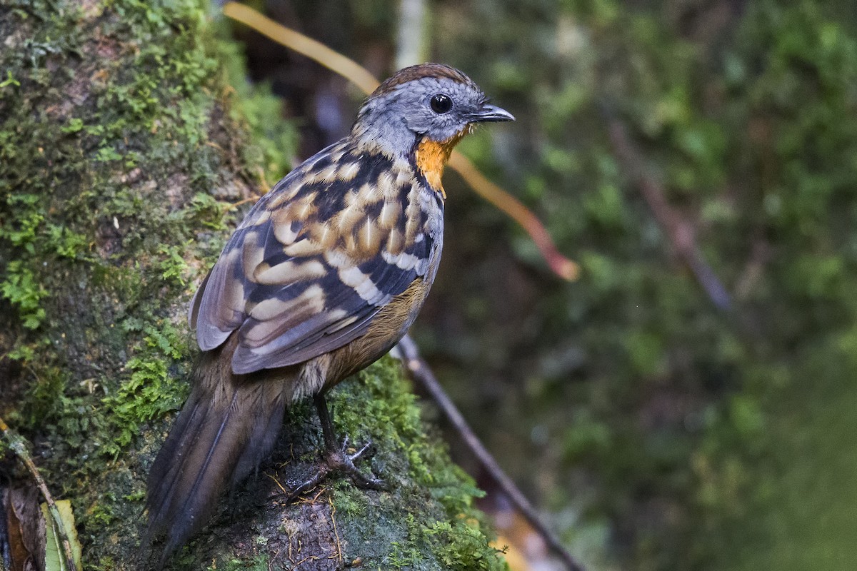 Australian Logrunner - Mat Gilfedder