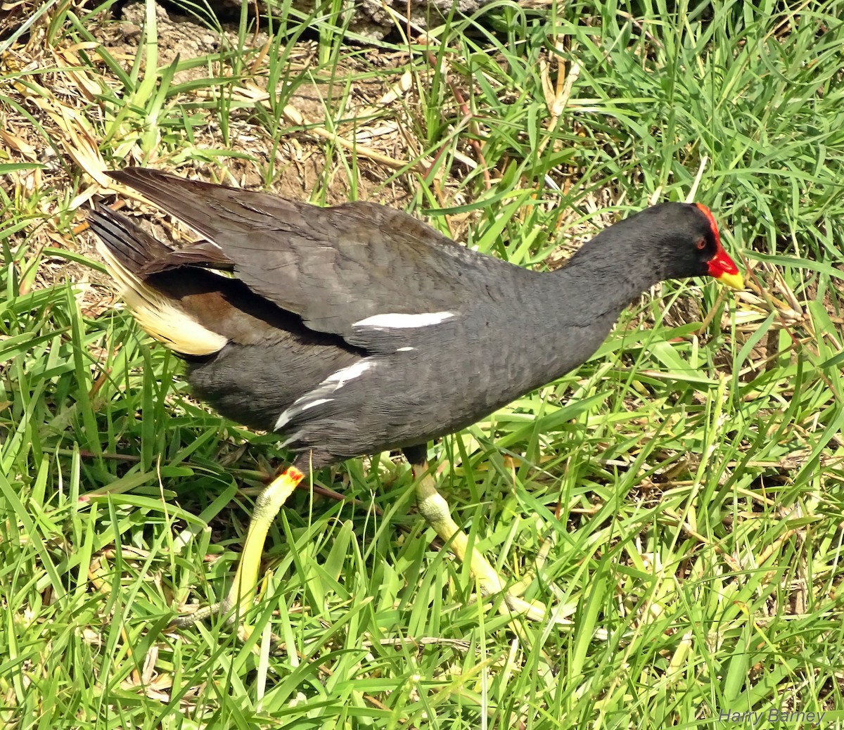 Eurasian Moorhen - Harry Barney