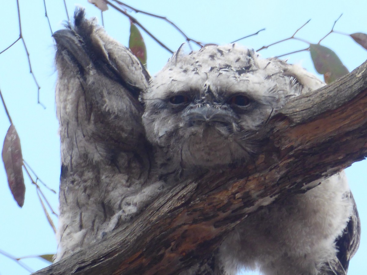 Tawny Frogmouth - ML124028881