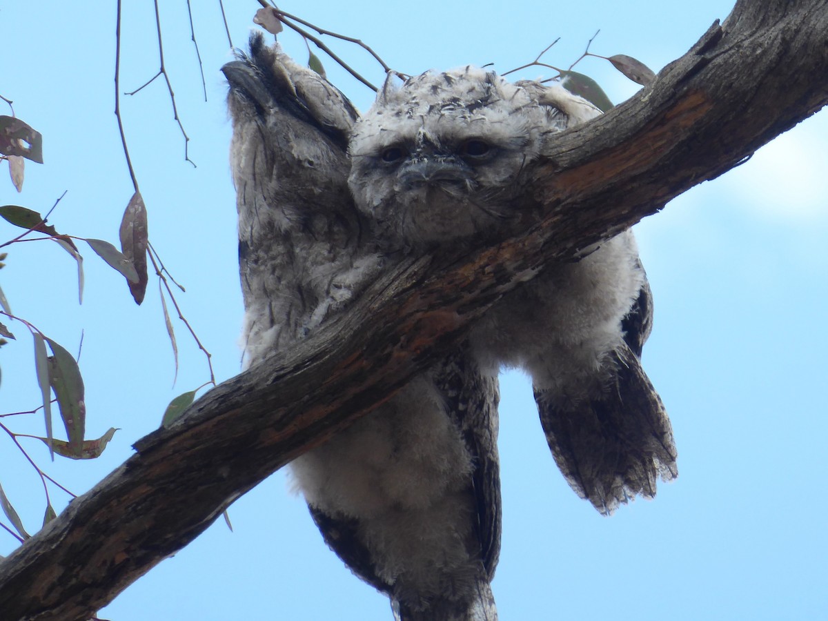 Tawny Frogmouth - ML124028911