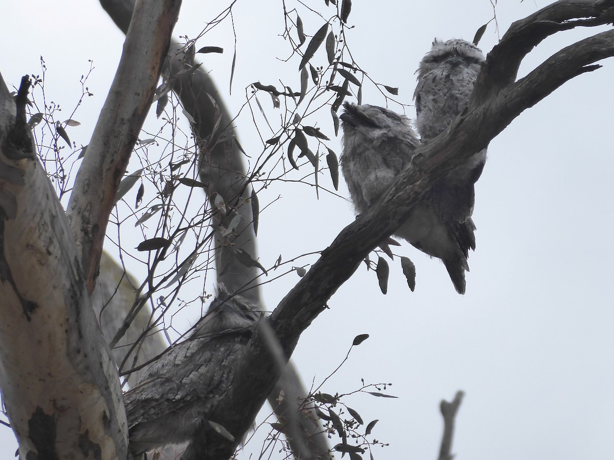 Tawny Frogmouth - ML124028981