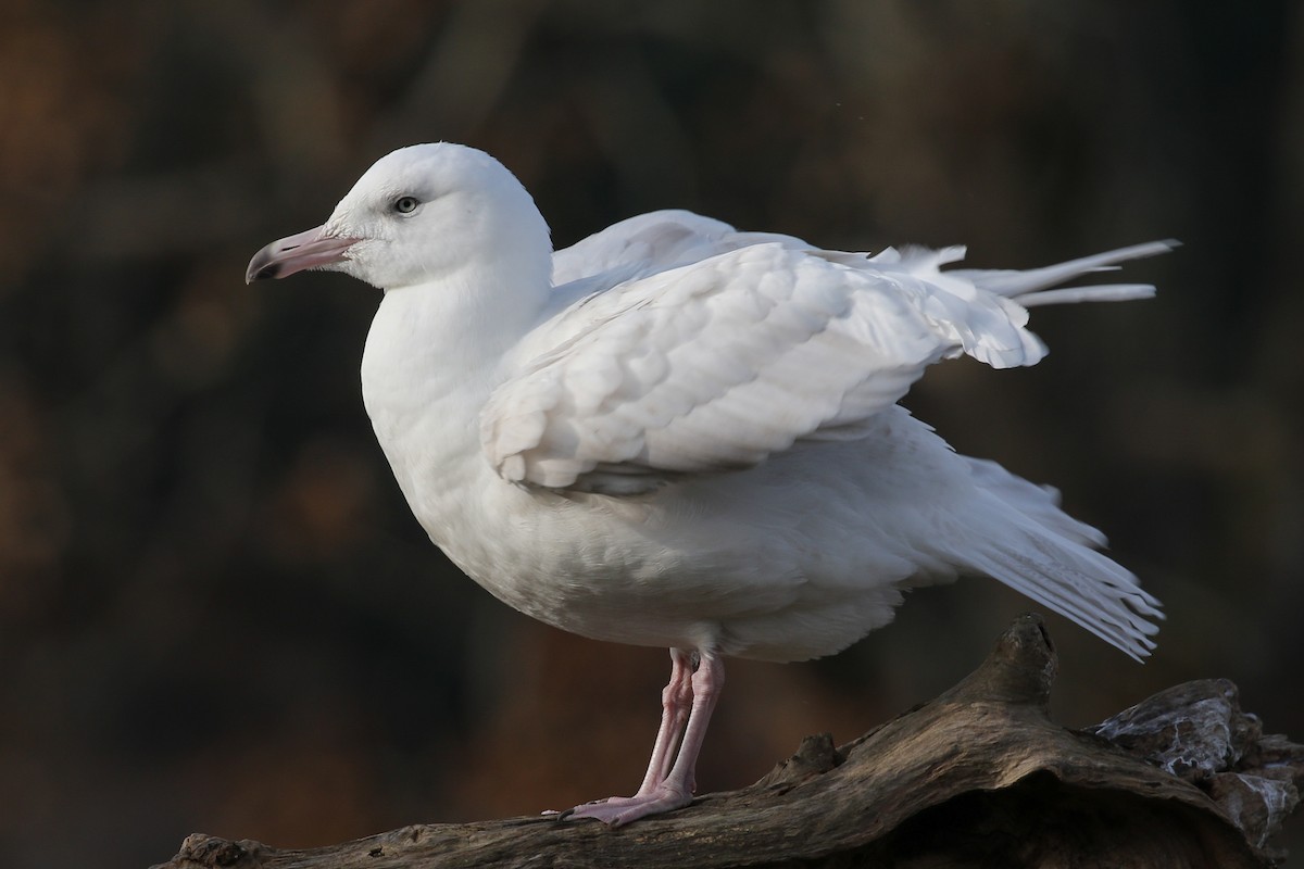 Glaucous Gull - ML124029461