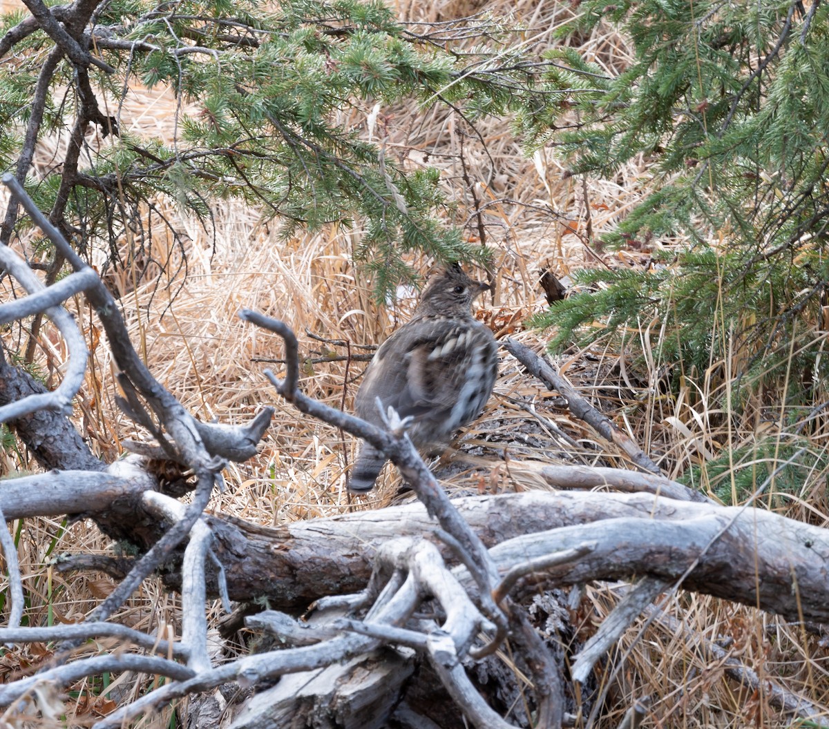 Yakalı Orman Tavuğu - ML124030611