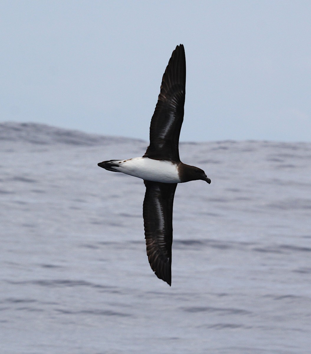 Tahiti Petrel - Niel Bruce