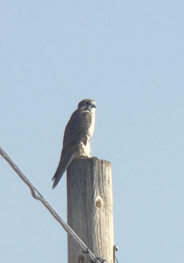 Prairie Falcon - ML124031821