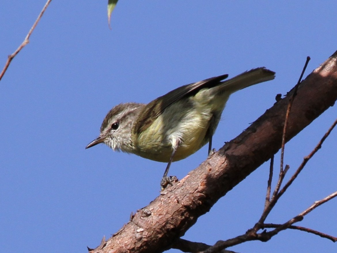 Timor Leaf Warbler (Timor) - Colin Trainor