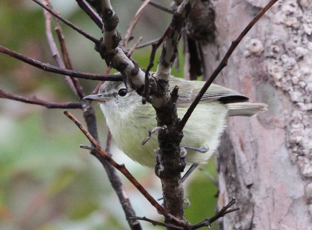 Timor Leaf Warbler (Timor) - Colin Trainor