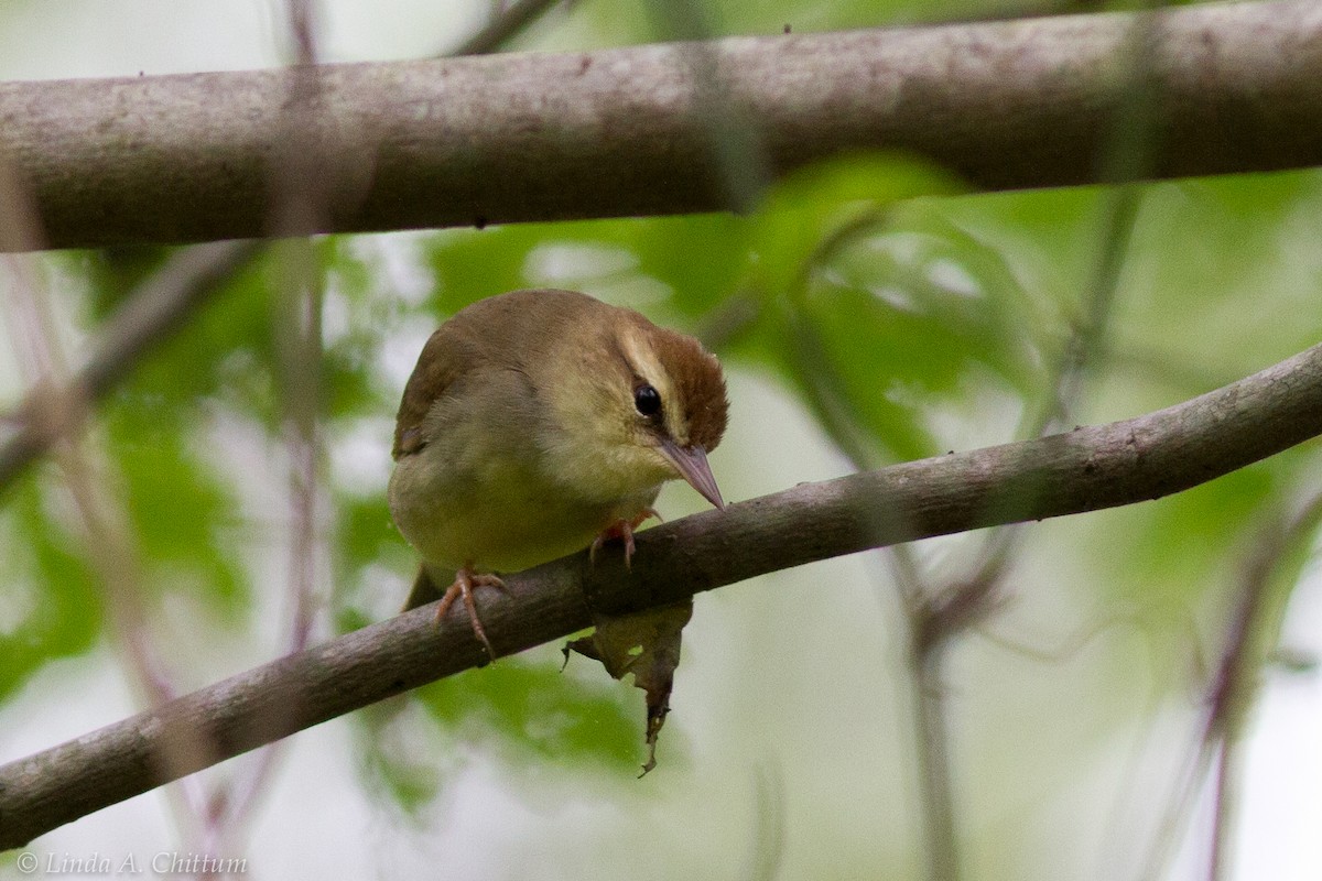 Swainson's Warbler - Linda Chittum