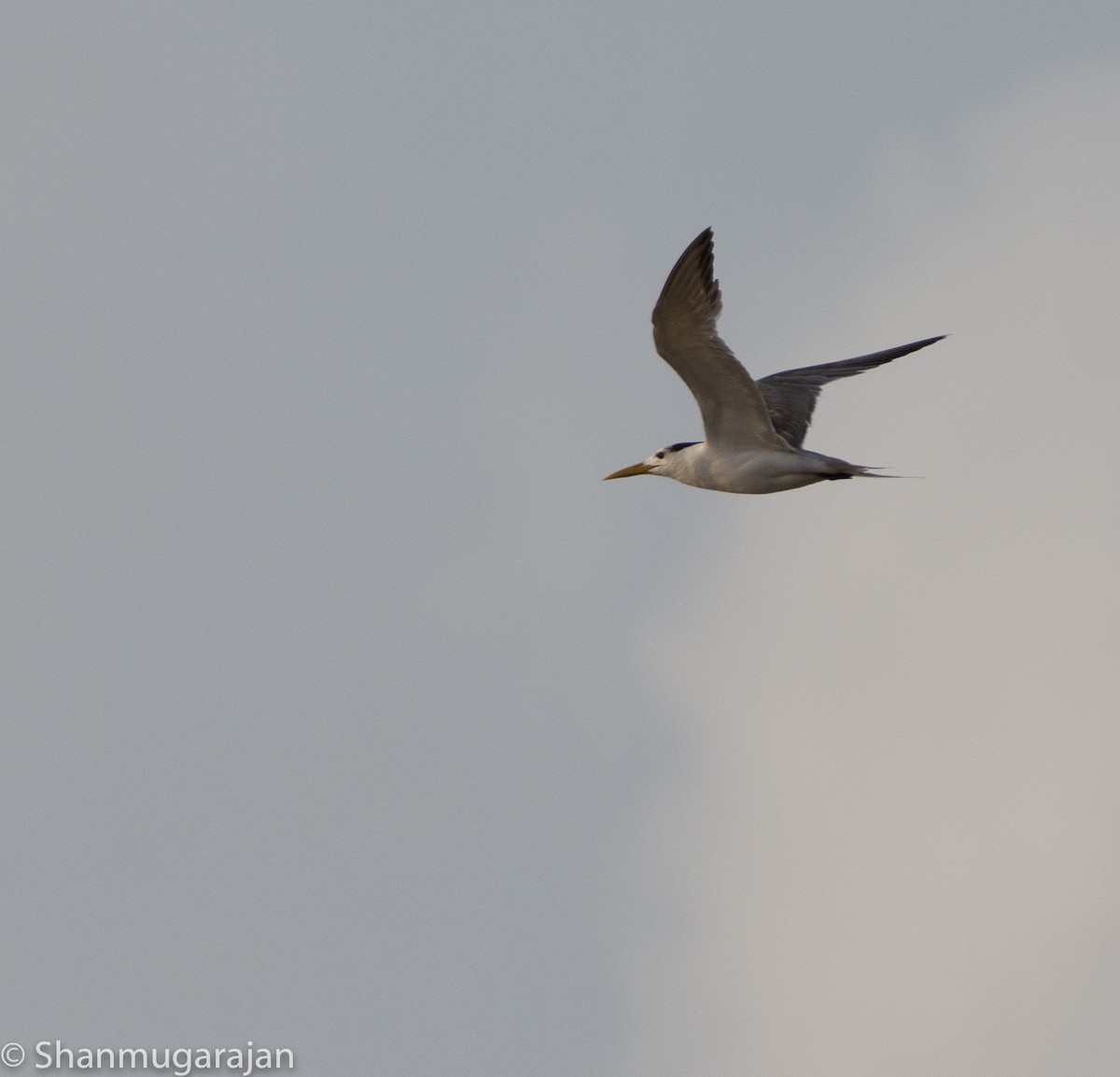 Great Crested Tern - Anonymous