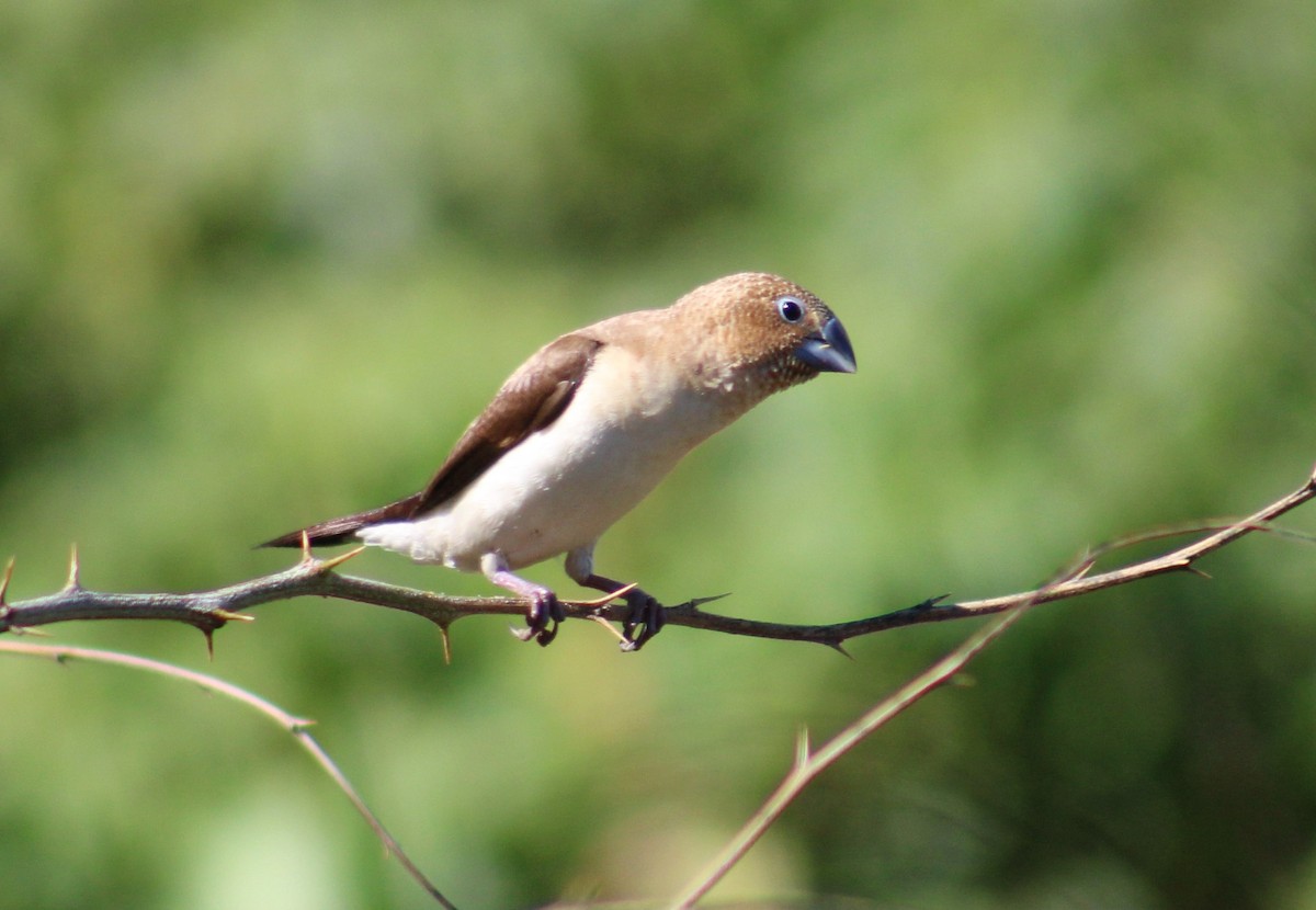 African Silverbill - ML124034451