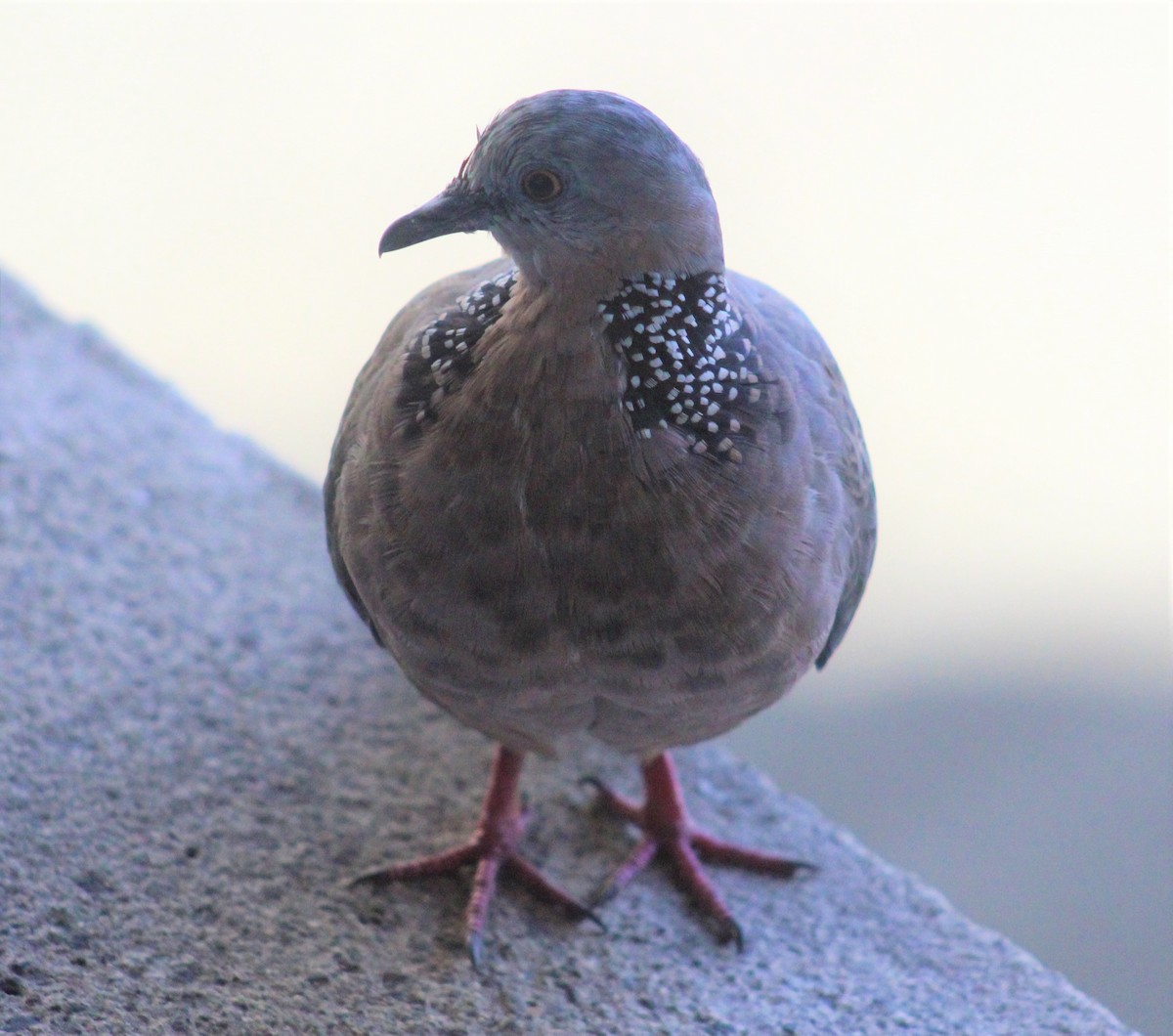 珠頸斑鳩 - ML124034561