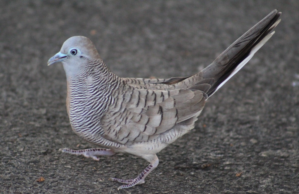 Zebra Dove - ML124034581