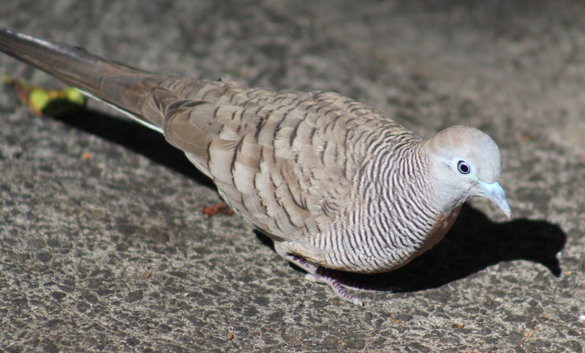 Zebra Dove - Laura Labbe