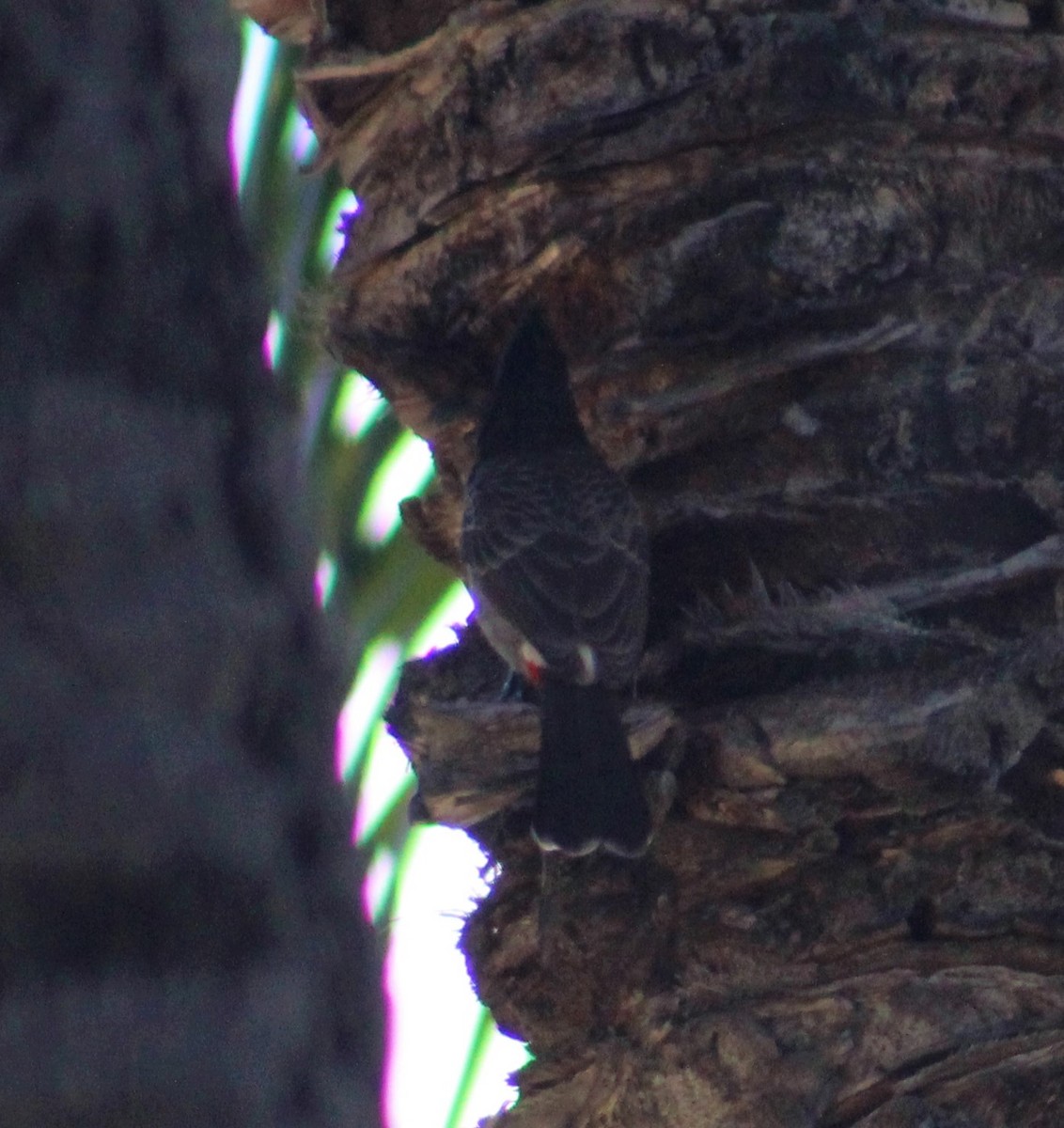 Red-vented Bulbul - ML124034641