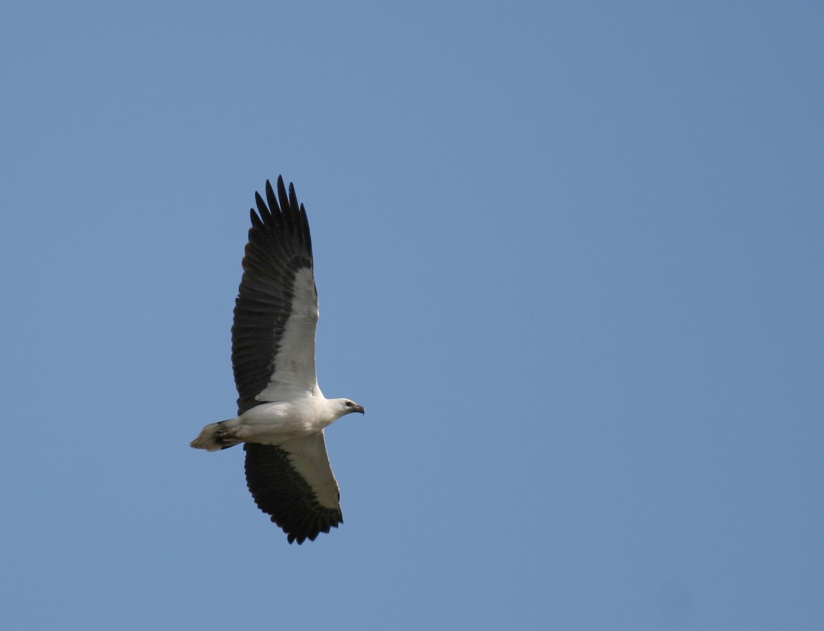 White-bellied Sea-Eagle - ML124036741
