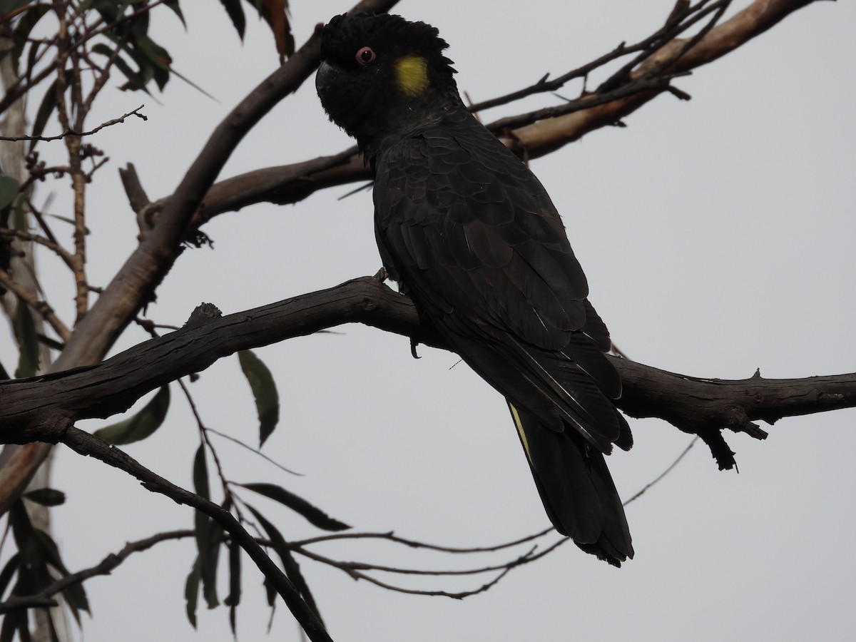 Yellow-tailed Black-Cockatoo - ML124040551