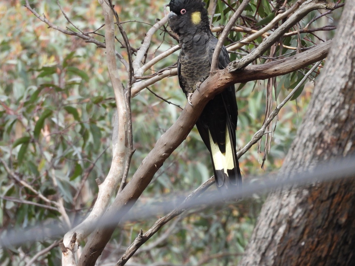 Cacatúa Fúnebre Coliamarilla - ML124040561