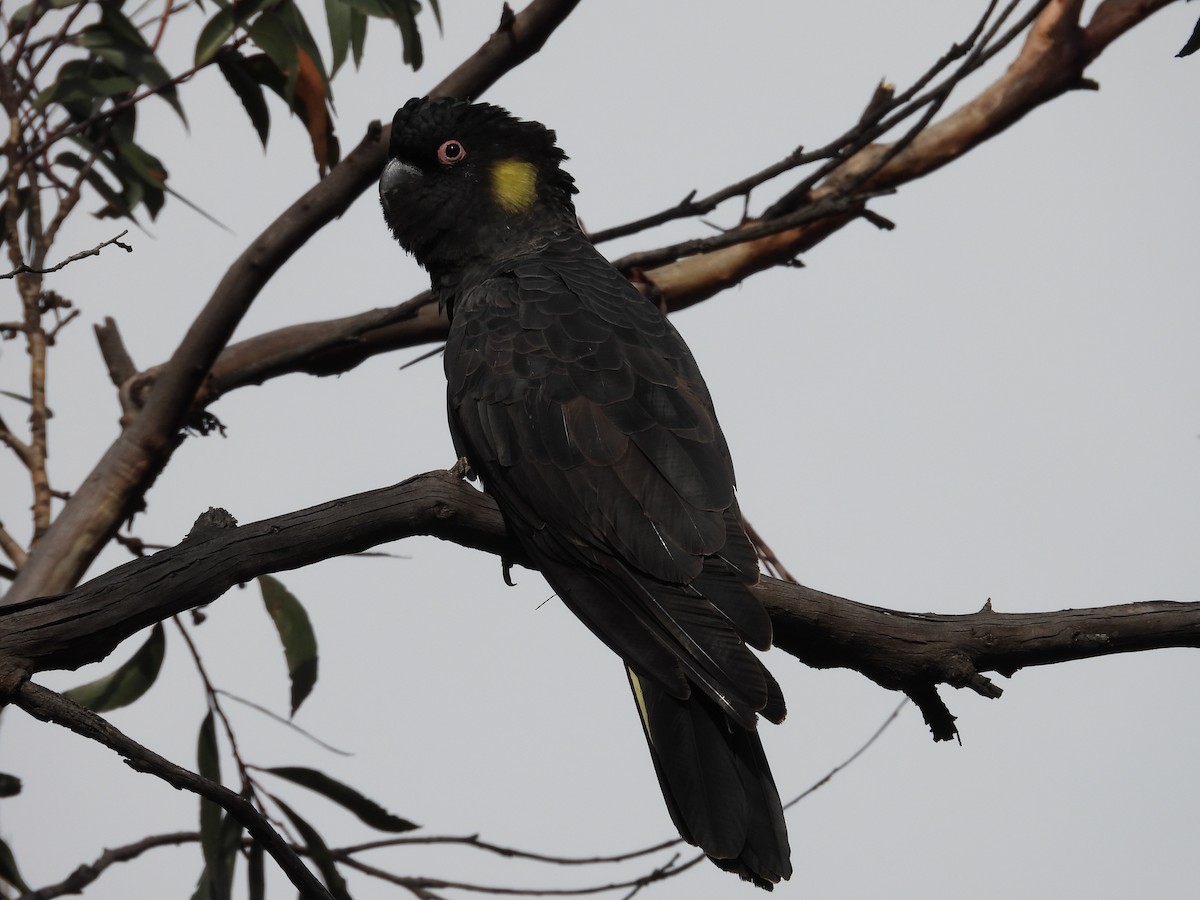 Yellow-tailed Black-Cockatoo - Colby Neuman