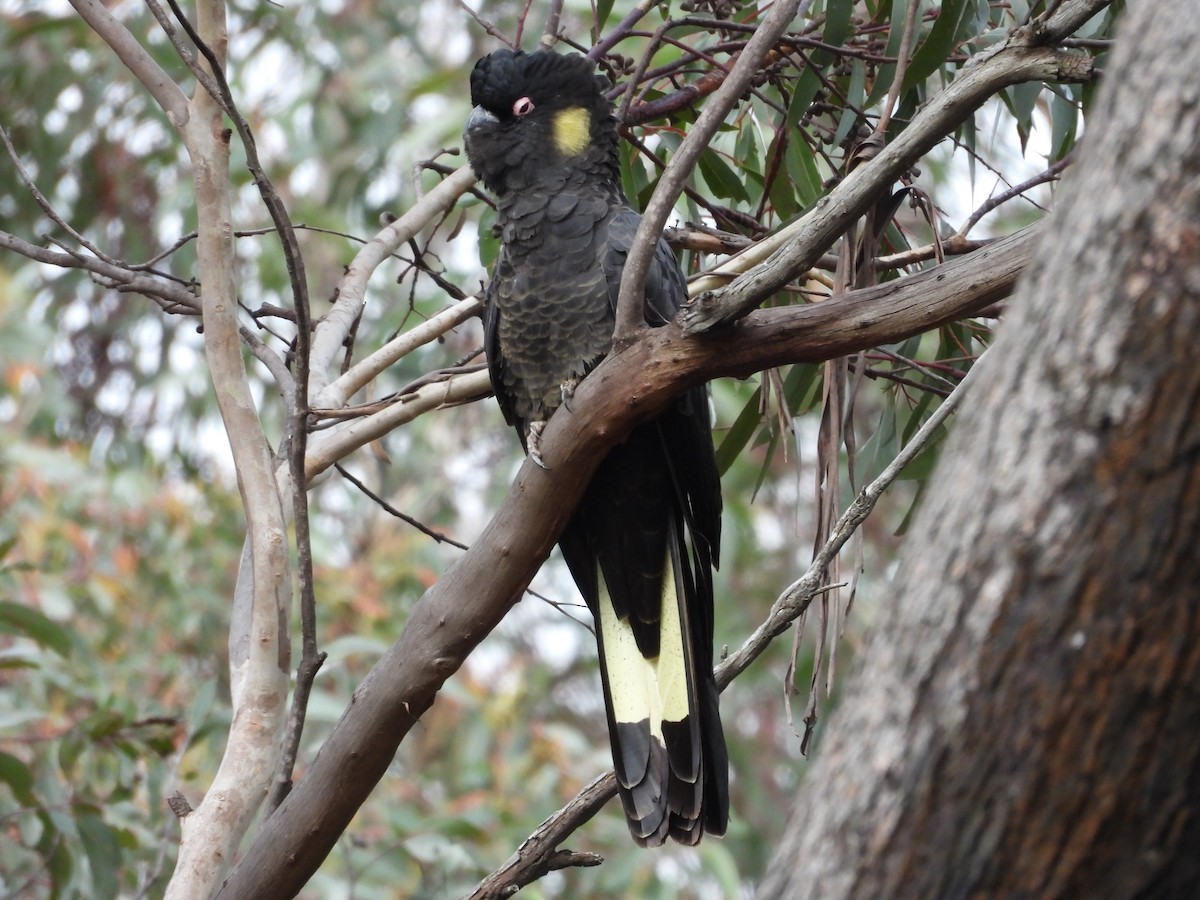 Yellow-tailed Black-Cockatoo - ML124040581