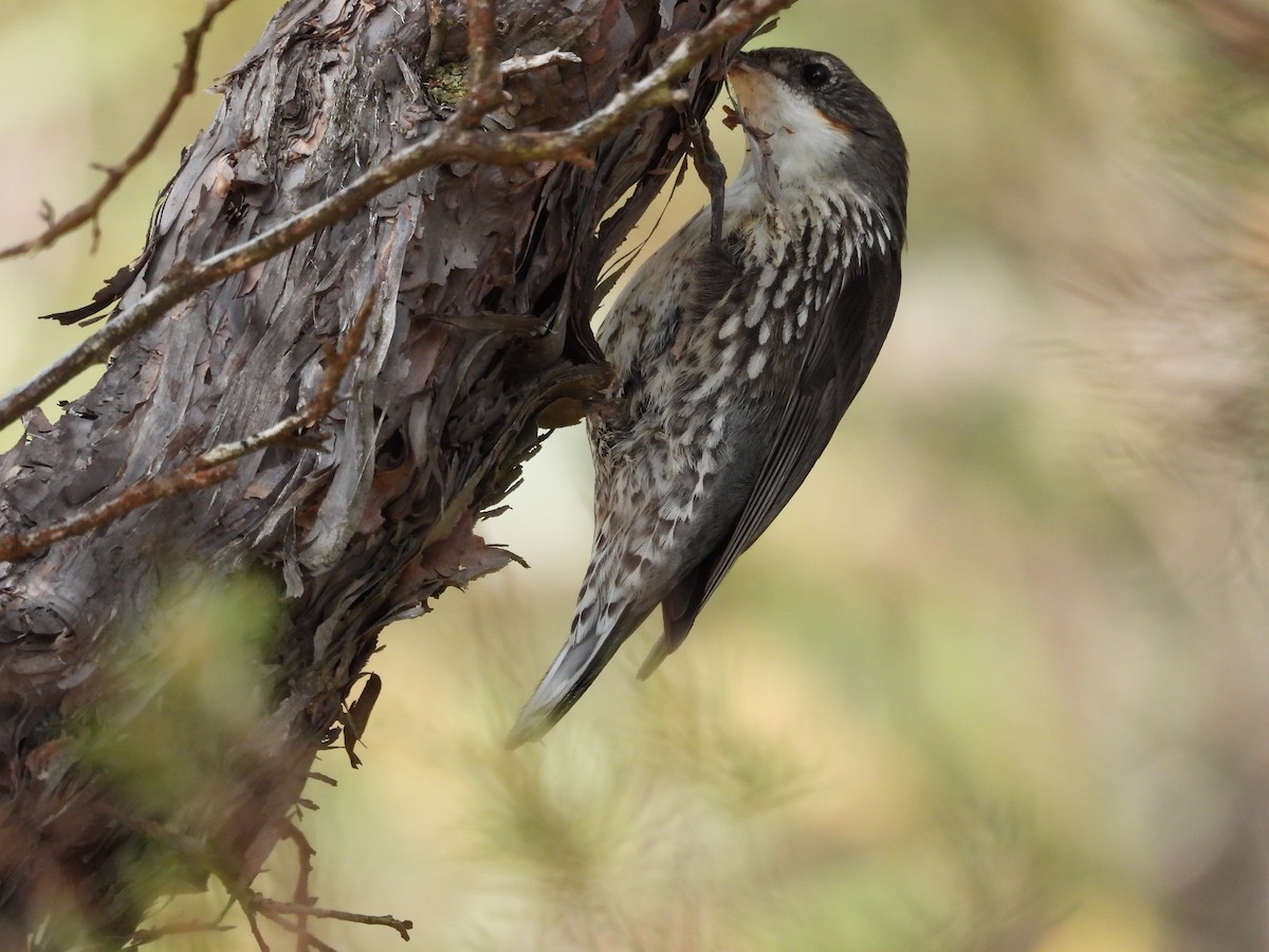 White-throated Treecreeper - ML124040611