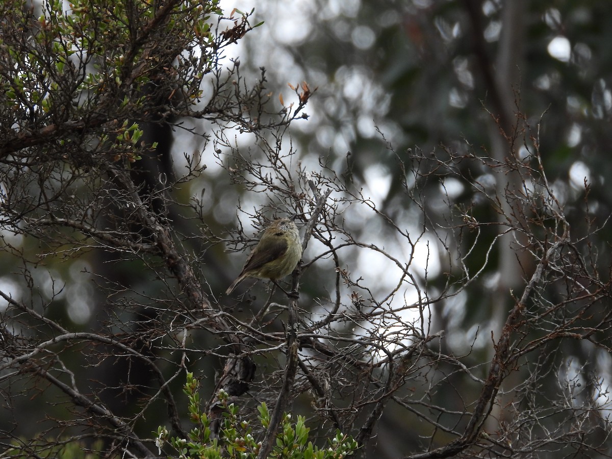 Striated Thornbill - ML124040701