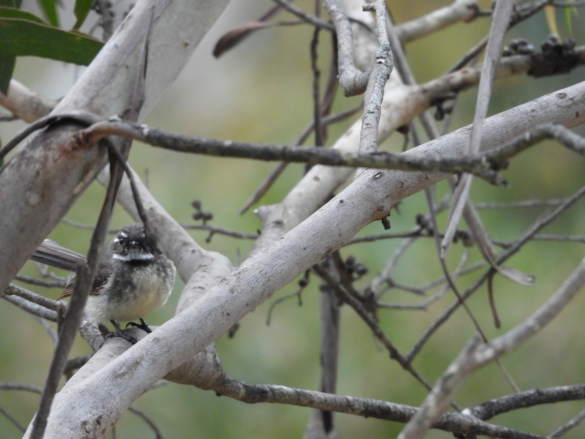 Gray Fantail - ML124040811