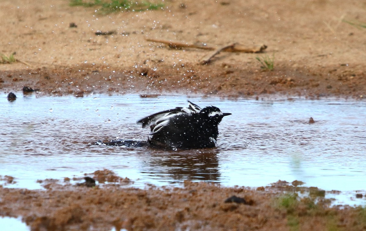 White-browed Wagtail - ML124043311