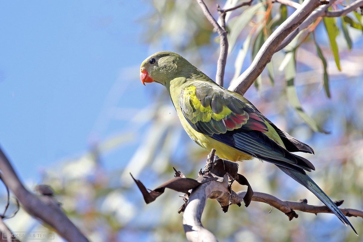 Regent Parrot - ML124043381