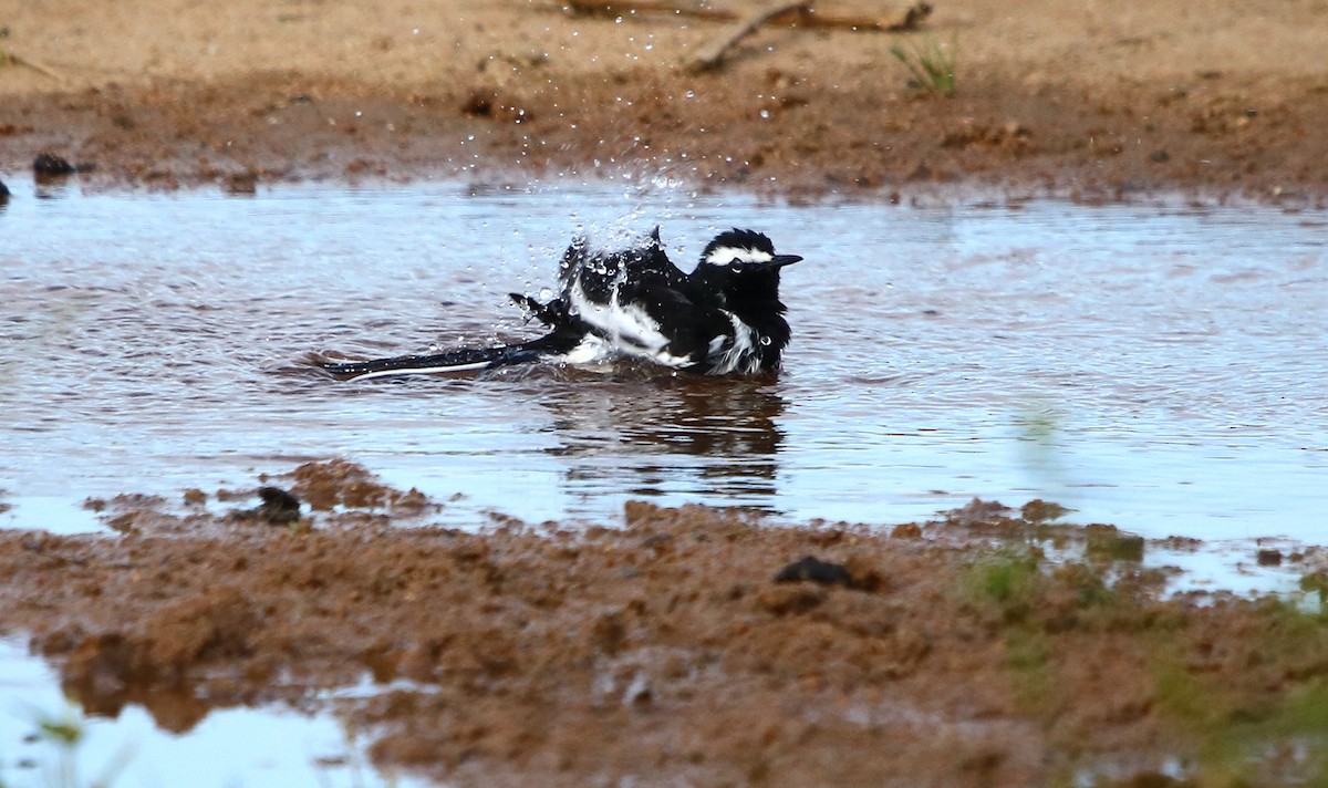 White-browed Wagtail - ML124043451