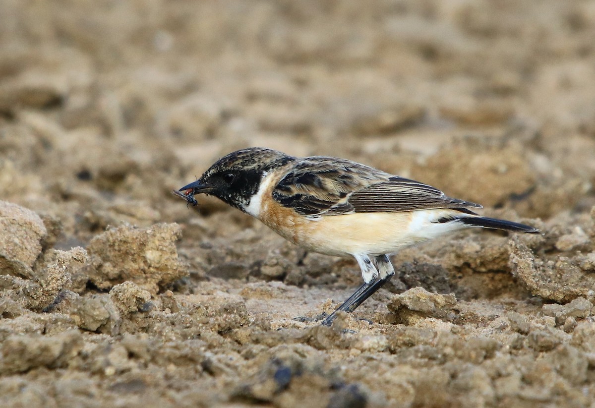 Siberian Stonechat - ML124044411