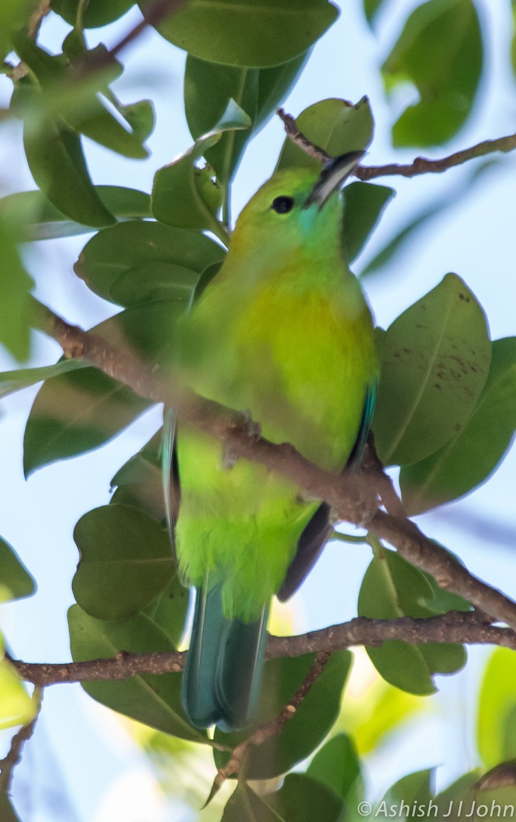 Blue-winged Leafbird - Ashish John