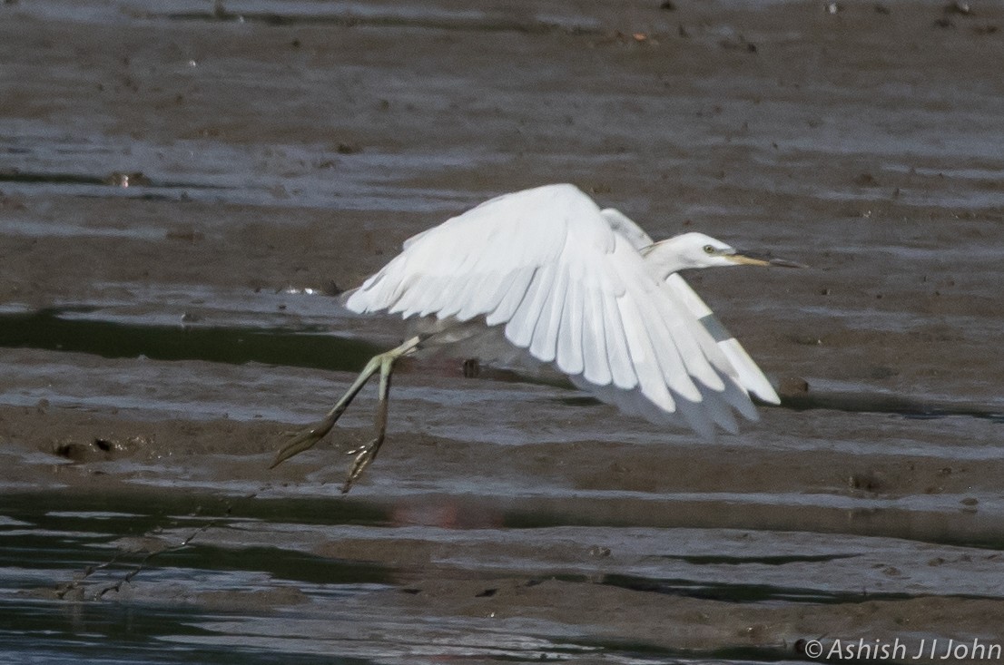 Chinese Egret - ML124044691