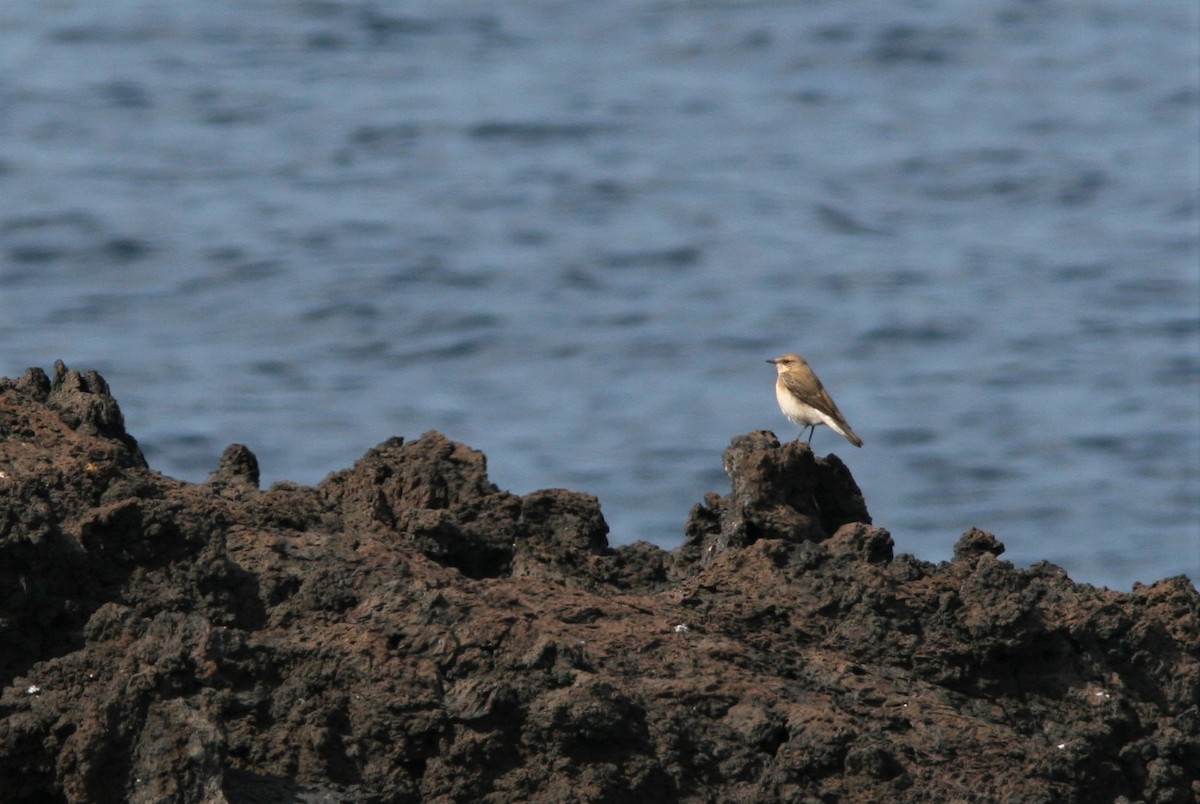 Western/Eastern Black-eared Wheatear - ML124045261
