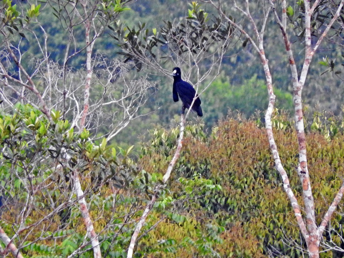 Kurzlappen-Schirmvogel - ML124046161