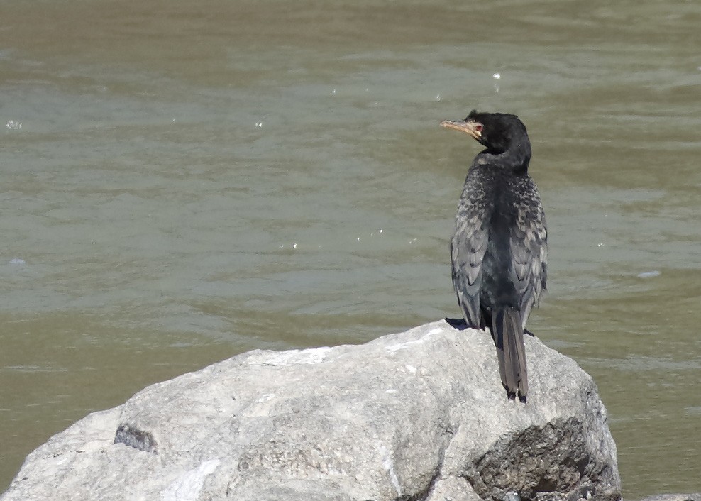 Long-tailed Cormorant - Dave Curtis