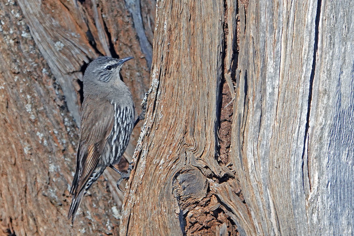 White-browed Treecreeper - ML124046341