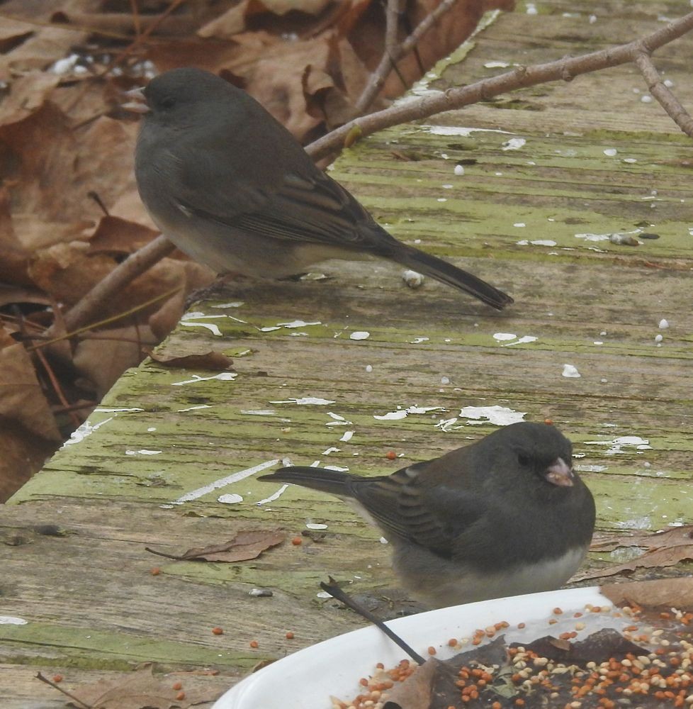 Dark-eyed Junco - Bev Wigney