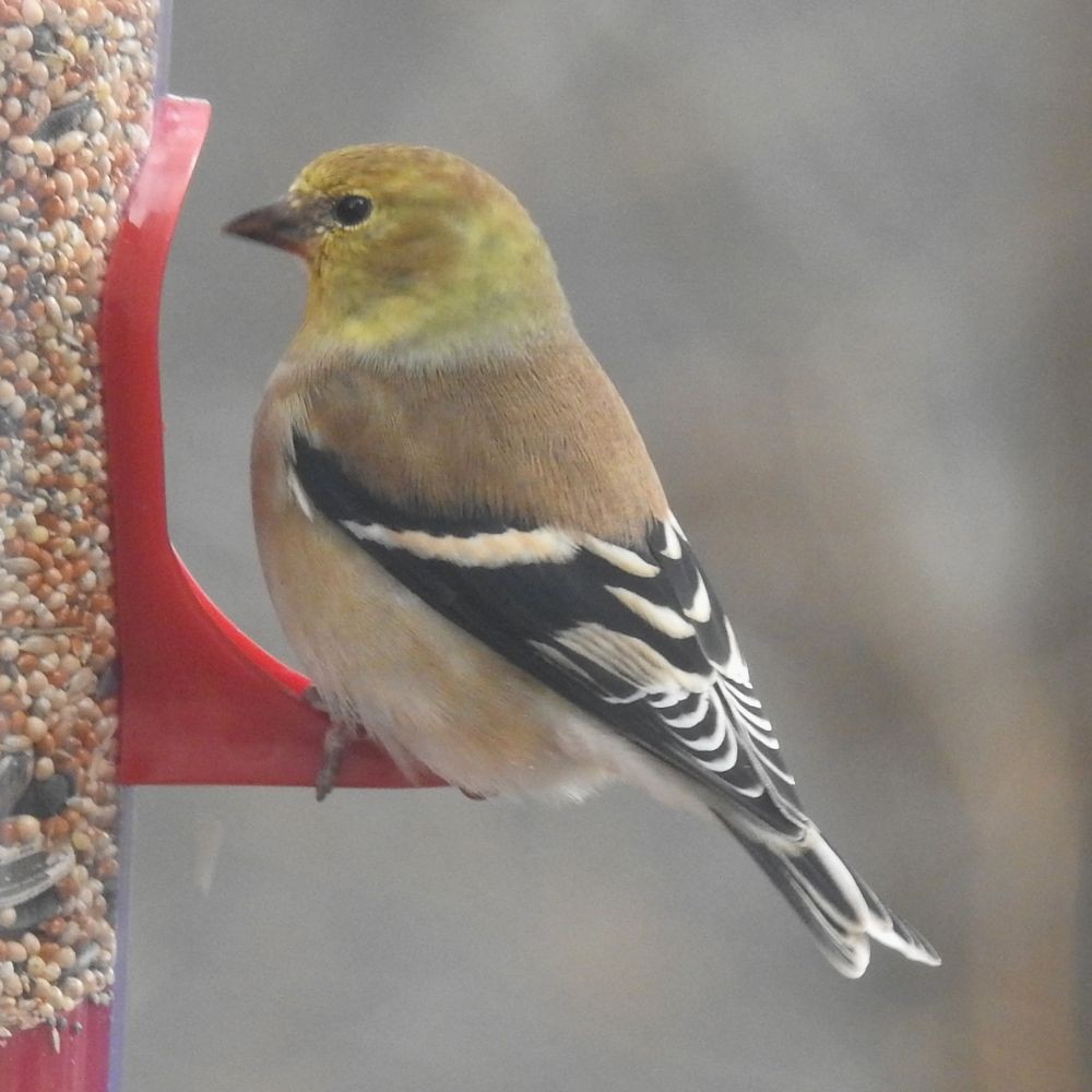 American Goldfinch - ML124048011