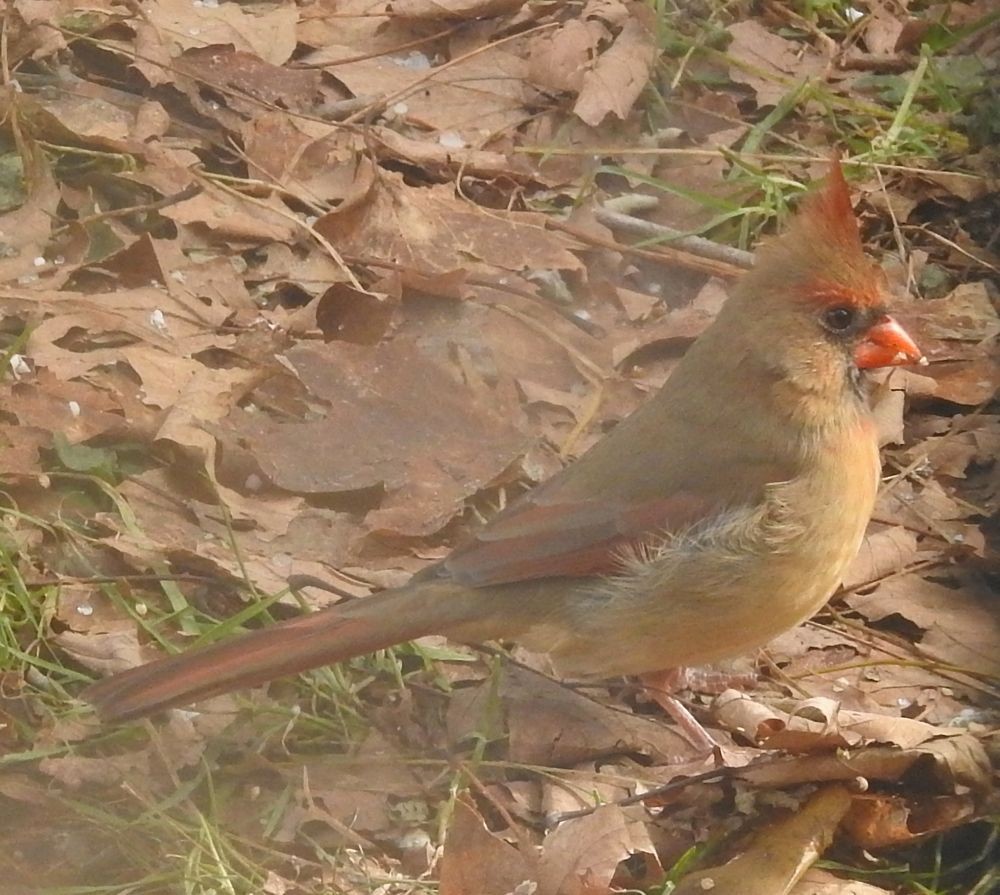 Northern Cardinal - Bev Wigney