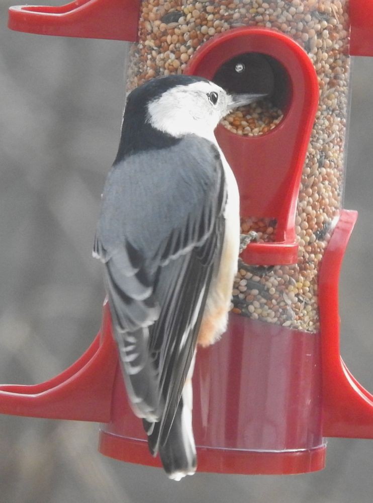 White-breasted Nuthatch - ML124048111