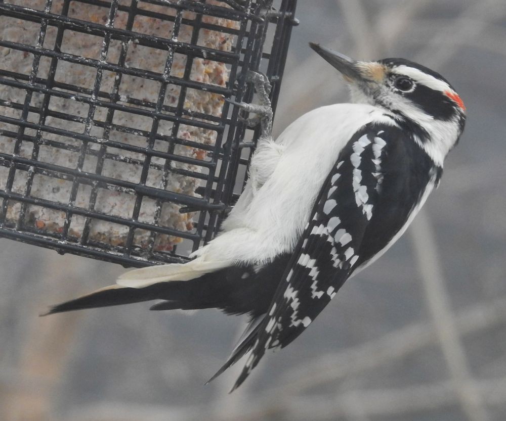 Hairy Woodpecker - ML124048191