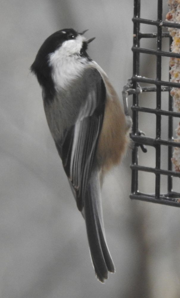 Black-capped Chickadee - Bev Wigney