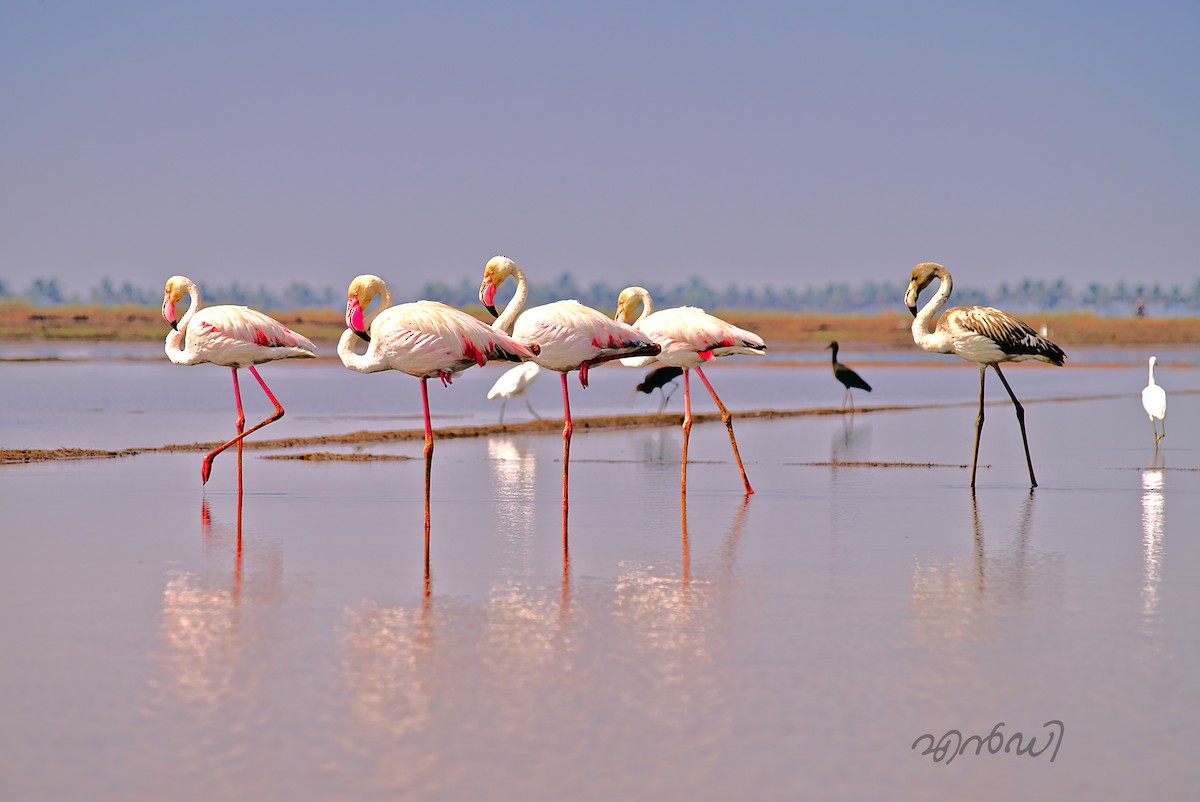 Greater Flamingo - joseph ND