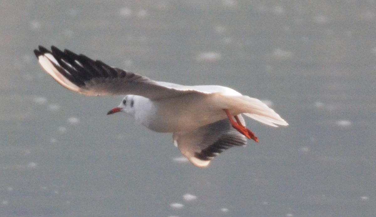 Black-headed Gull - ML124049211