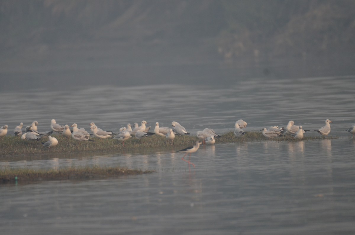 Black-headed Gull - ML124049321