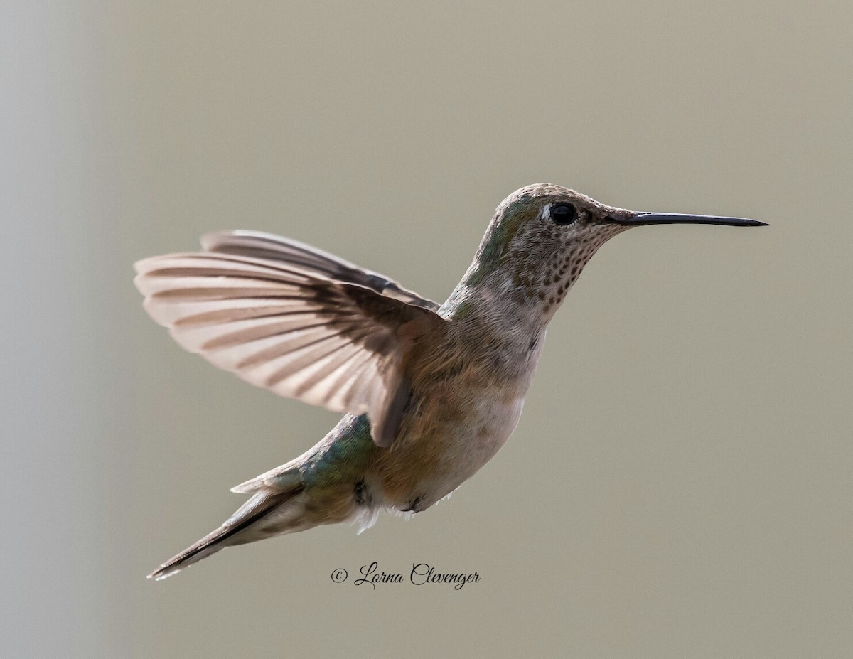 Broad-tailed Hummingbird - ML124050151