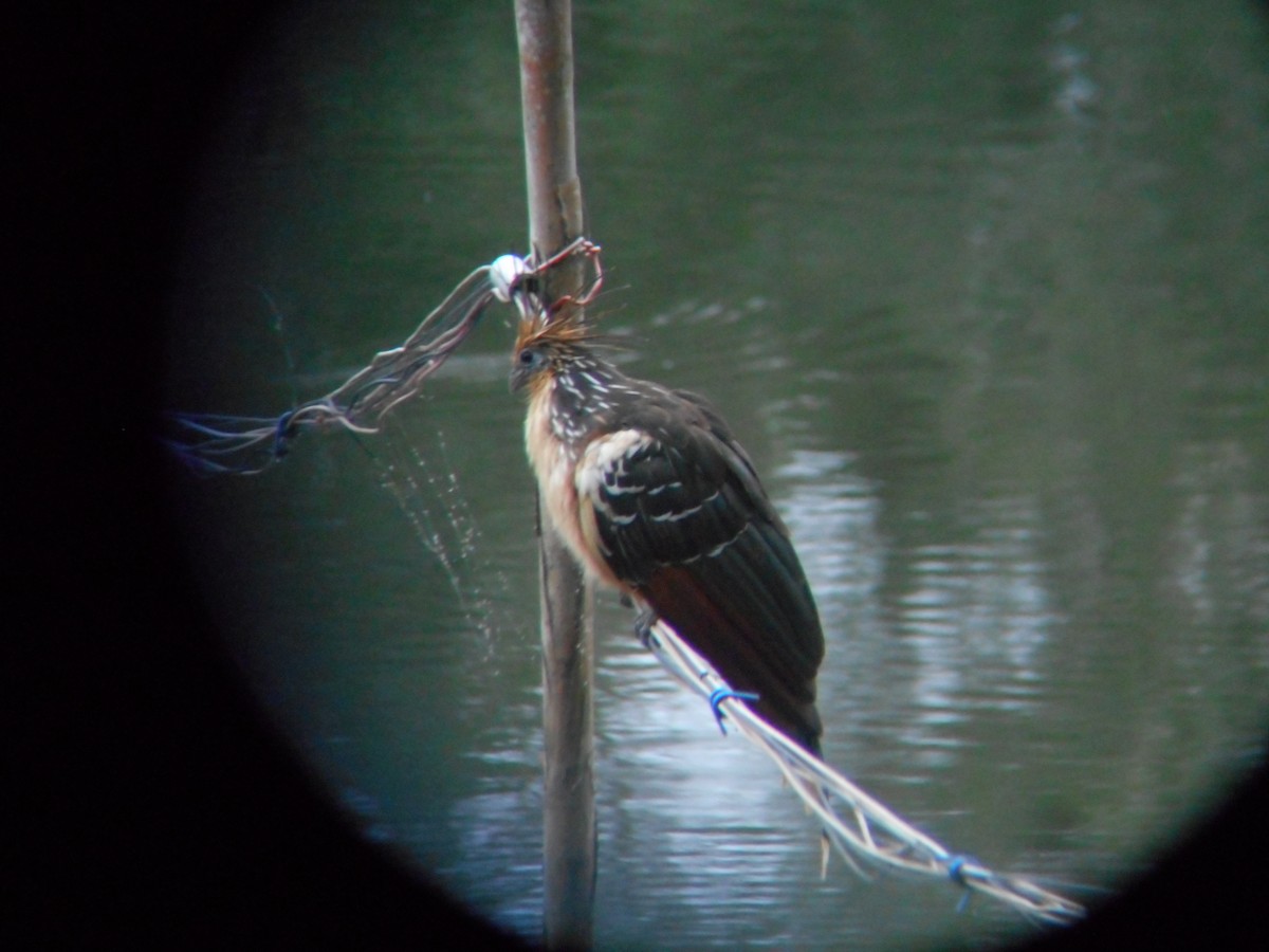 Hoatzin - ML124050681