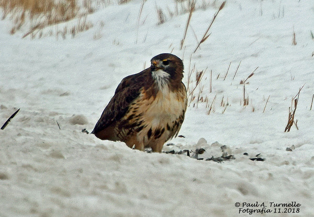 Red-tailed Hawk - ML124051431